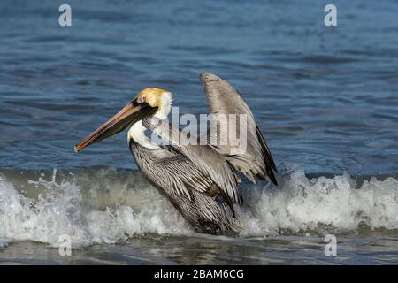 Brown Pelican Pelecanus occidentalis flying through surf Fort Myers beach Gulf coast Florida USA Stock Photo