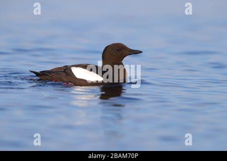 An adult breeding plumage Black Guillemot (Cepphus grylle arcticus) swimming in the sea by the coast of Oban, Scotland, Great Britain, UK Stock Photo