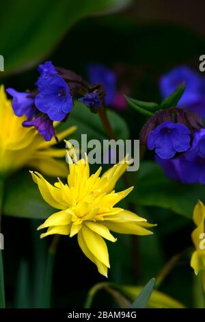 Narcissus Rip Van Winkle,Pulmonaria Blue Ensign,yellow and blue flowers,flowering,spring,daffodils,lungwort,lungworts,daffodil,narcissi,garden,combina Stock Photo