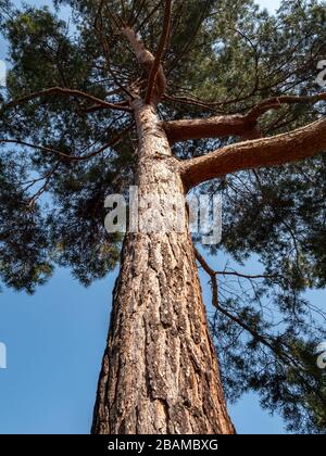 trunk of a pine tree in the park Stock Photo