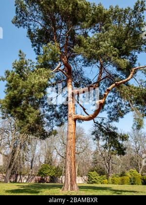 Jeffreys Kiefer Pinus jeffreyi im Park Stock Photo