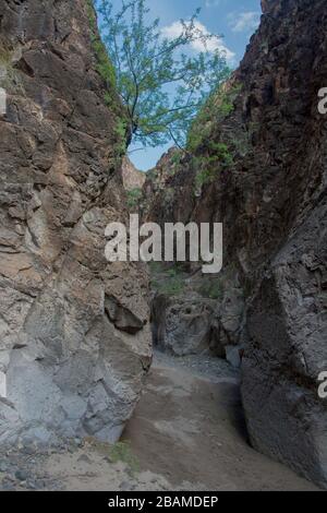 View from trail side, Big Bend National Park, Texas Stock Photo - Alamy