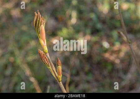 Sycamore / Acer pseudoplatanus - leaf bud in Spring sunshine. Sycamore is a member of the Maple family.