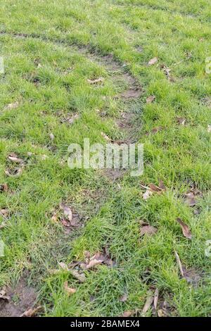 Tyre mark on wet grass verge of road. Metaphor round the bend, changing course, change of direction, keep off the grass, muddy track. Stock Photo