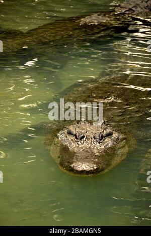 Very big Alligator looking at you. Stock Photo