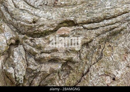 Decaying bark texture of rotting tree bark on a felled tree trunk after several years. Stock Photo