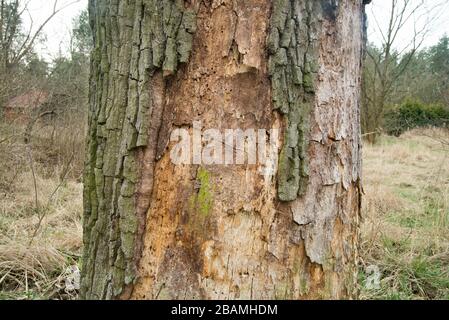old rotten oak tree trunk closeup Stock Photo