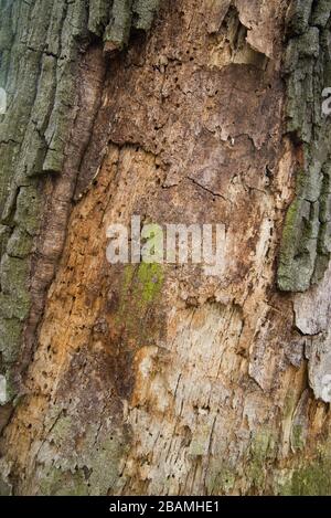 old rotten oak tree trunk closeup Stock Photo