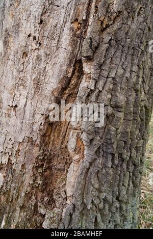 old rotten oak tree trunk closeup Stock Photo