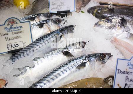 Various types of seafood for sale in the local market. Stock Photo