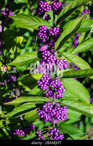 Beauty berries, purple berries in a vertical row Stock Photo
