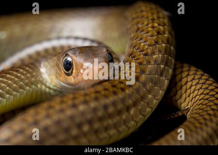 Ptyas korros, commonly known as the Chinese ratsnake or Indo-Chinese rat snake, isolated on black background Stock Photo