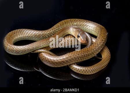 Ptyas korros, commonly known as the Chinese ratsnake or Indo-Chinese rat snake, isolated on black background Stock Photo