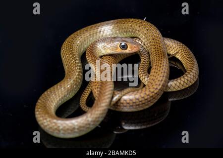 Ptyas korros, commonly known as the Chinese ratsnake or Indo-Chinese rat snake, isolated on black background Stock Photo