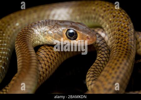 Ptyas korros, commonly known as the Chinese ratsnake or Indo-Chinese rat snake, isolated on black background Stock Photo