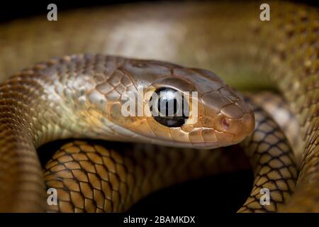 Ptyas korros, commonly known as the Chinese ratsnake or Indo-Chinese rat snake, isolated on black background Stock Photo