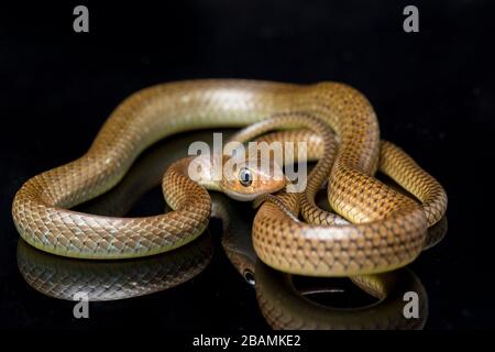 Ptyas korros, commonly known as the Chinese ratsnake or Indo-Chinese rat snake, isolated on black background Stock Photo