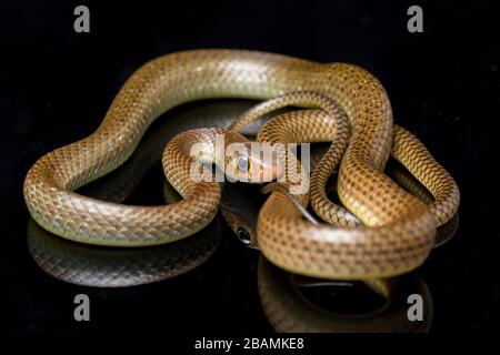 Ptyas korros, commonly known as the Chinese ratsnake or Indo-Chinese rat snake, isolated on black background Stock Photo