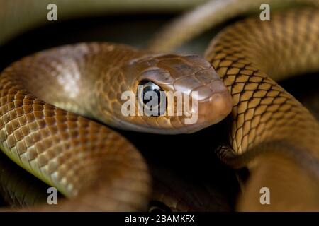 Ptyas korros, commonly known as the Chinese ratsnake or Indo-Chinese rat snake, isolated on black background Stock Photo