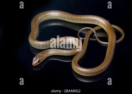 Ptyas korros, commonly known as the Chinese ratsnake or Indo-Chinese rat snake, isolated on black background Stock Photo