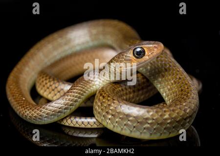 Ptyas korros, commonly known as the Chinese ratsnake or Indo-Chinese rat snake, isolated on black background Stock Photo