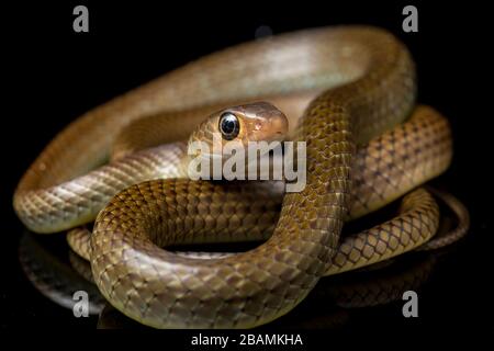 Ptyas korros, commonly known as the Chinese ratsnake or Indo-Chinese rat snake, isolated on black background Stock Photo