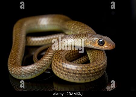 Ptyas korros, commonly known as the Chinese ratsnake or Indo-Chinese rat snake, isolated on black background Stock Photo