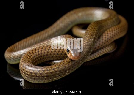 Ptyas korros, commonly known as the Chinese ratsnake or Indo-Chinese rat snake, isolated on black background Stock Photo