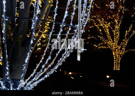 Trees decorated in various colors lights Stock Photo