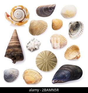 Big collection of seashells isolated on a white background. Stacked photo Stock Photo