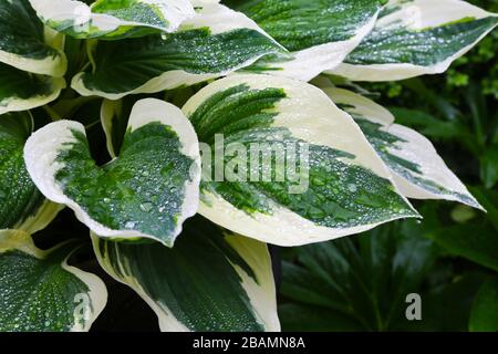 The green and white variegated leaves of a Hosta 'Patriot' plant Stock Photo