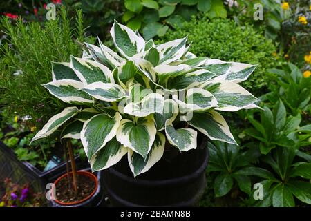 The green and white variegated leaves of a Hosta 'Patriot' plant Stock Photo