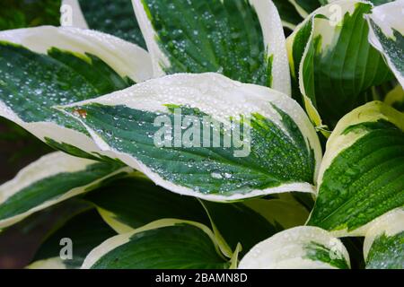 The green and white variegated leaves of a Hosta 'Patriot' plant Stock Photo