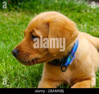 A Red Fox Labrador retriever puppy on the lawn or grass Stock Photo