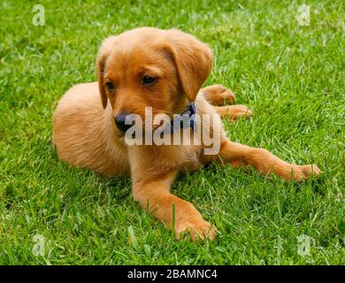 A Red Fox Labrador retriever puppy on the lawn or grass Stock Photo