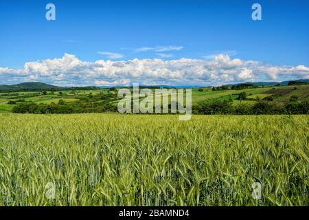 Field of green wheat,  green hills and some white clouds on blue, clear sky, late spring landscape Stock Photo