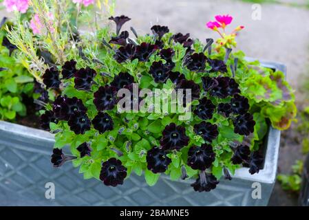 Petunia 'Happy Magic Charcoal Black' flowers in trough Stock Photo