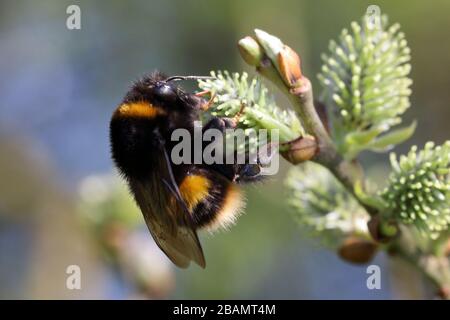 bumblebee feeding on goat willow (salix caprea) Stock Photo