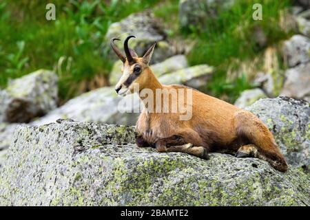 Vital Tatra Chamois Climbing Rocky Hillside In Mountains Stock Photo -  Download Image Now - iStock