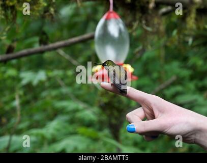 Hummingbird on girl's finger, Ecuador Highlands, Mindo Region Stock Photo