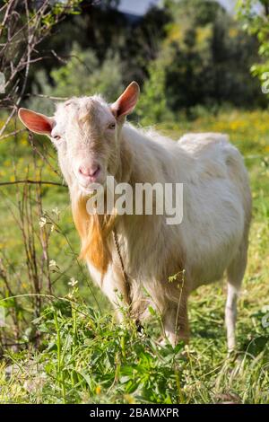 Billy goat, Cruz dos Madeiros, Algarve, Portugal Stock Photo