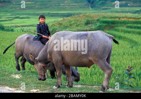 Young girl riding a buffalo around rice terraces near Ta Phin, Sapa, Vietnam Stock Photo