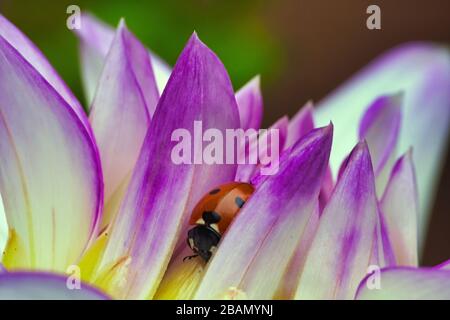 Red and black spotted beetle hiding in between the petals of a flower. Stock Photo