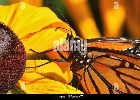 Extreme close-up of a Monarch butterfly resting on a bright yellow flower. Stock Photo