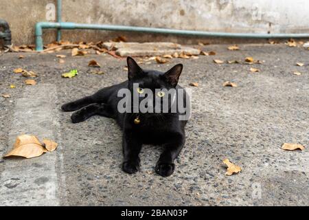 A black cat lying on the ground Stock Photo