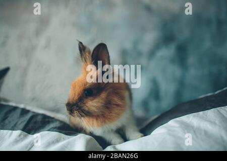 group of Beauty Cute sweet Little Easter Bunny rabbits baby in variety colors black brown and white in the room on the bed Stock Photo