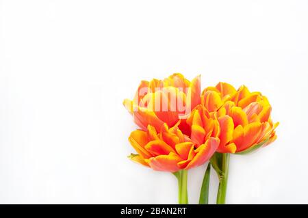 Bouquet of orange and yellow spring tulips and place for text for Mother's Day or Women on a white background. Top view flat style. Stock Photo