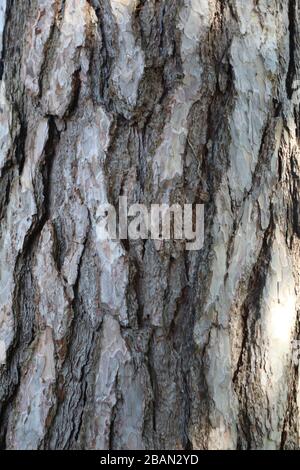 Historic weather worn tree bark  23/07/20175  Harvington, England, United Kingdom.  Historic weather worn tree bark, rough deep texture ideal for back Stock Photo