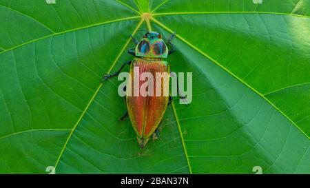 Top view of a beetle with bright colors, green body with two blue circles and red wings with metallic-looking yellow and blue legs on a green leaf Stock Photo