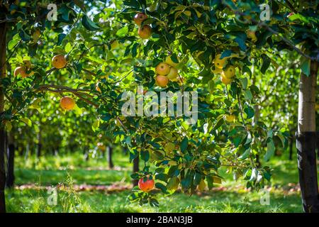 Apple Harvest In Somerset, England, Apples for CiderMaking Stock Photo